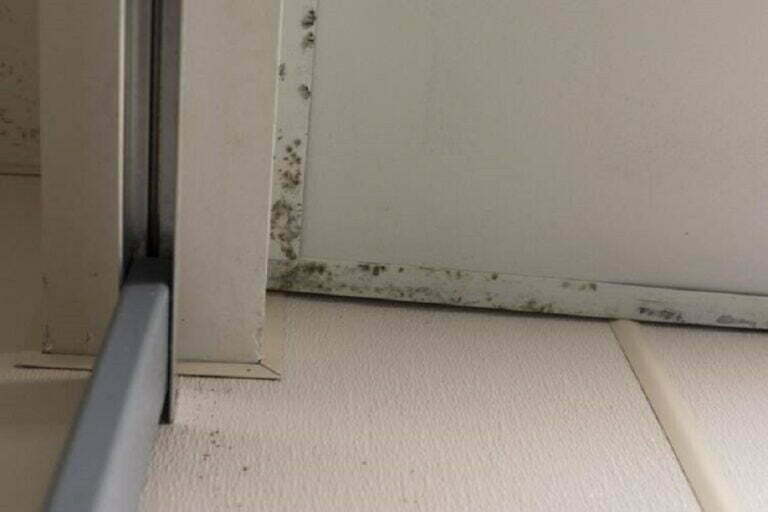 Drywall mold